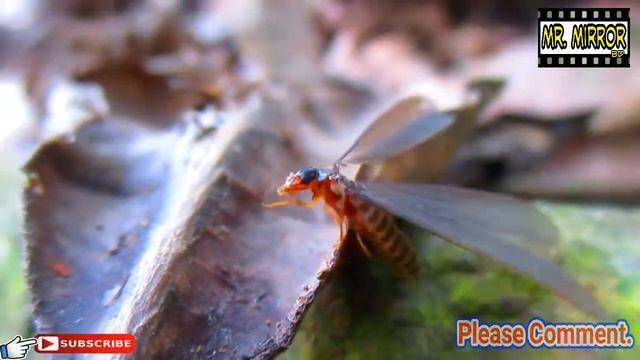 So Cool Amazing Video Clips | Amazing Ant & Awesome Background | #Amazing Video.