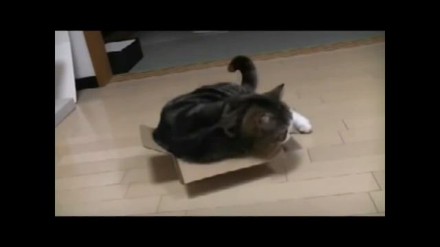 СМЕШНЫЕ КОТЫ!!!ПОДБОРКА №3 ИЮНЬ 2015!!! смотреть онлайн