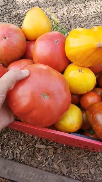 Мой урожай! Всё САМОВЫРОСЛО!!!! смотреть онлайн