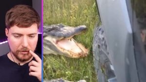 Самые опасные животные Mr. Beast