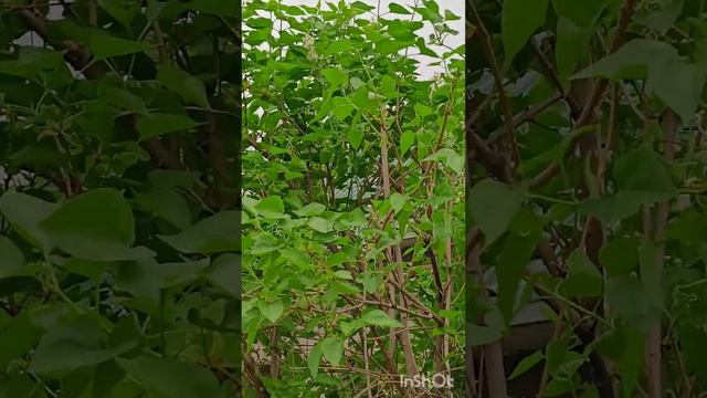 Все цветет, зацвела вишня 🍒, зацвела сирень. смотреть онлайн