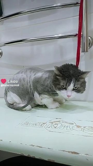 стрижка кошек в Калининграде от 1000 рублей 🙄 смотреть онлайн