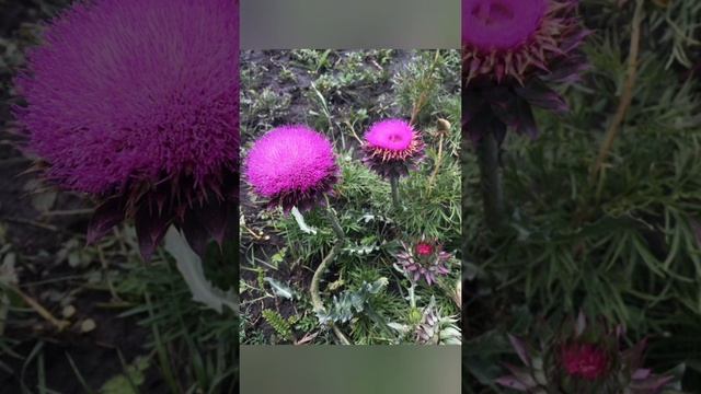 Сказкотерапия...8...Альбатрос и Надежда... смотреть онлайн