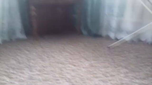Рысь и Пантера играют смотреть онлайн
