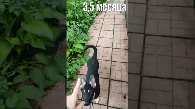 ВЕО Валентлайф Черемуха д.р. 11.03.2024г. - коллаж - первые 10 месяцев.