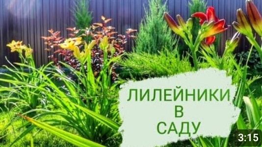 ЛИЛЕЙНИКИ В САДУ- ЭТО ОЧЕНЬ КРАСИВО !!! смотреть онлайн