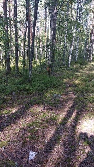 приехали в лес с красоткой смотреть онлайн