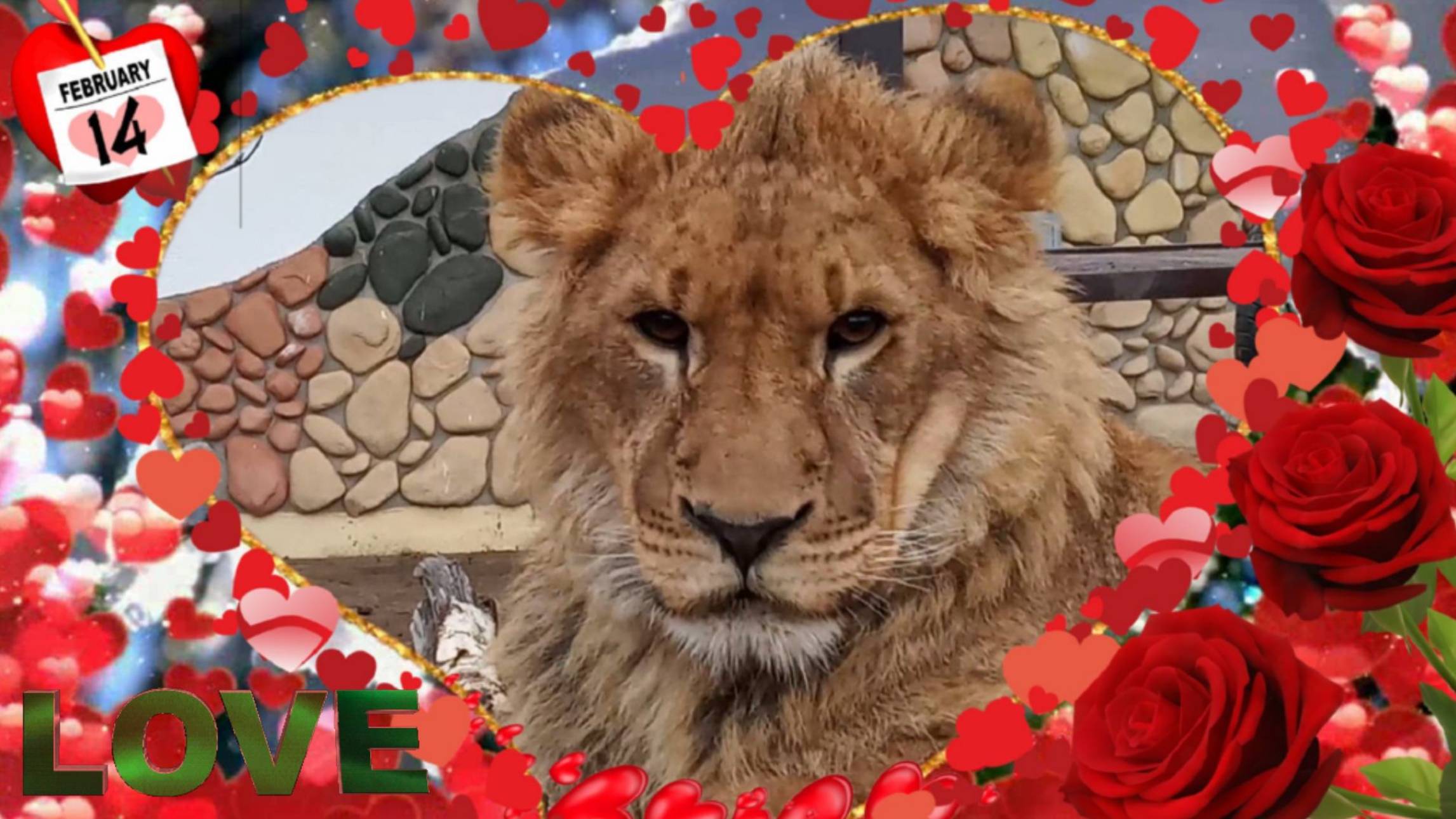 Валентинка для тебя. / ШЕРХАН ПОРШ и СИМОЧКА поздравляют друзей с 14 февраля. смотреть онлайн