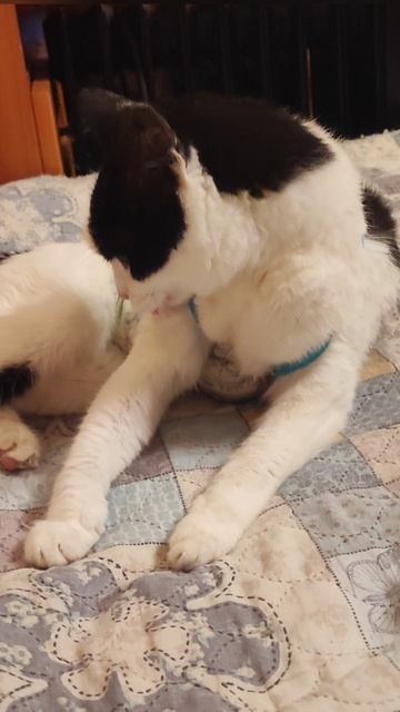 Попона для кошки своими руками 🐱 смотреть онлайн