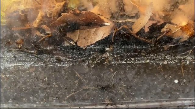 Porcellio scaber babies! смотреть онлайн
