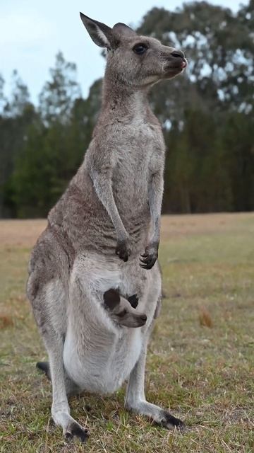 Kangaroo with hiccups смотреть онлайн