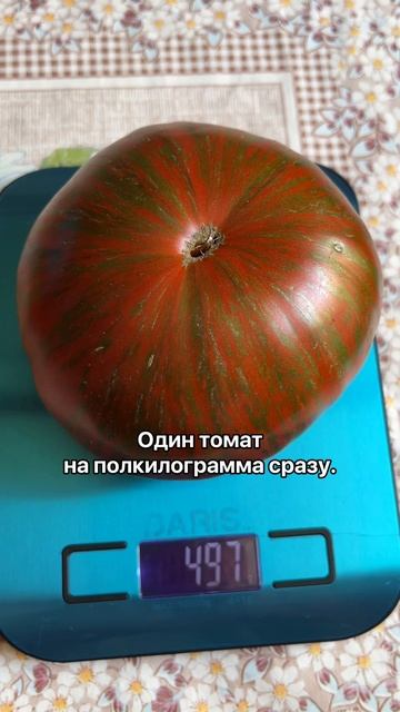 #обзортомата #полосатыйшоколад #садогород #деревня