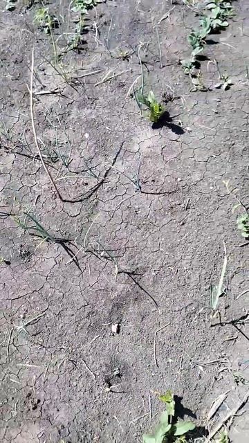 Начало июня, а лук не растет! смотреть онлайн