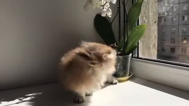 Кошечка золотая шиншилла смотреть онлайн