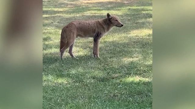 An 82 year old woman is Burlington’s latest victim of a coyote attack смотреть онлайн
