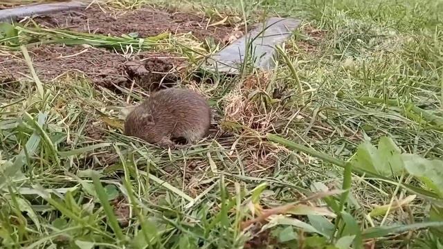 Мыши. Тайная жизнь мышей.