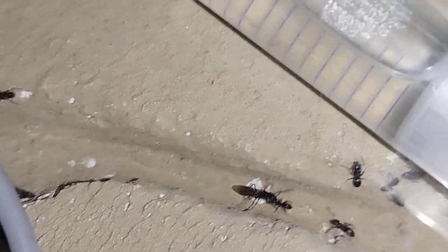 Tapinoma Magnum ,+ Andres