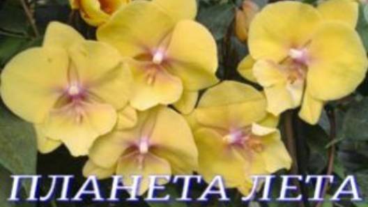 №1023/ МОРЕ свежих, ИНТЕРЕСНЫХ орхидей в ПЛАНЕТА ЛЕТА смотреть онлайн