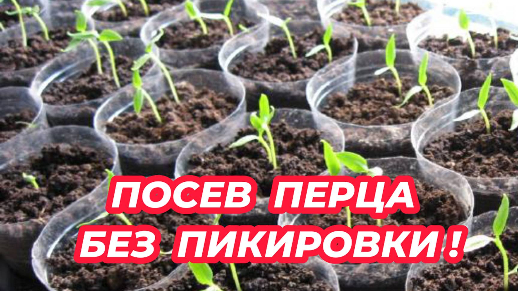 Посев перца без пикировки! Лучший способ выращивания сладкого перца из семян смотреть онлайн