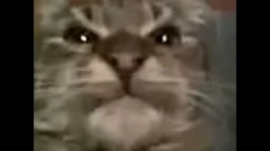 Кит Ты маму Мав (ориг)