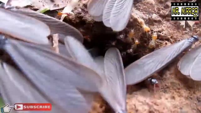 আজব সৃষ্টি | Insects Get Out Under Soil | Awesome Weirdest Ant Insects |