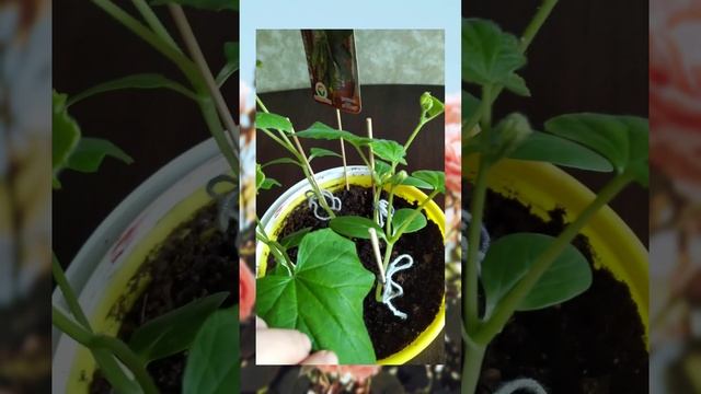 огурцы на подоконнике мой опыт выращивания смотреть онлайн