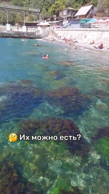 Их можно есть? Прошу в коментах.. Пляж Алупки под Воронцовским парком. Крым. #crimea #beach #beauty смотреть онлайн