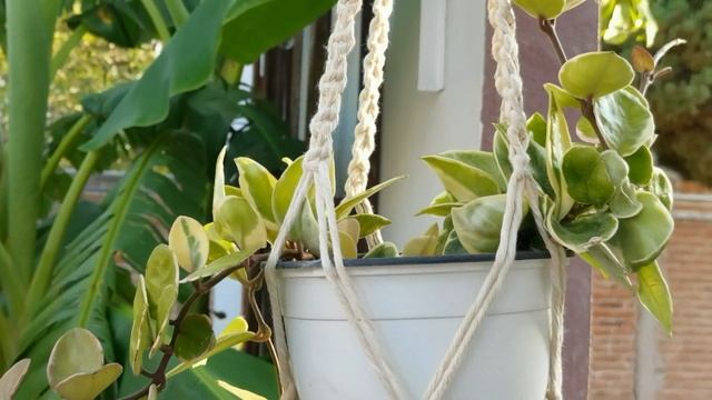 Tour por mi Jardín Parte 2 // Identificación de suculentas y cactus // Any Grc смотреть онлайн