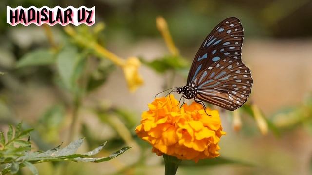 Солихон Домла Онадан сукадигонлар ешитиб олинг Solihon Domla Onadan Sukadigonlar eshitib Oling смотреть онлайн