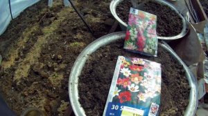 выращивание иксии и спараксиса на севере