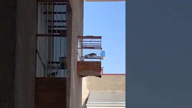 Пение гибрида щегла и канарейки смотреть онлайн