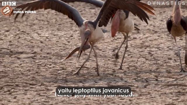 BANGAU PURBA RAKSASA ASAL INDONESIA | LEPTOPTILOS ROBUSTUS #KisahDuniaPurba смотреть онлайн