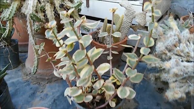 Los Cactus y sus Cuidados - Vivero Marra смотреть онлайн