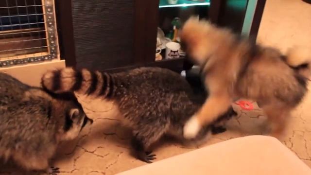 забавные видео ролики с енотами смотреть онлайн