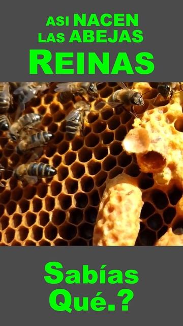 ¡Así Nacen las Abejas Reinas? 🐝 #shorts смотреть онлайн