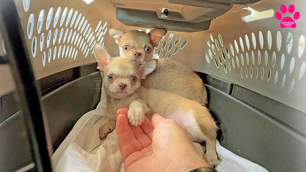Приехали новые собаки: ЧИХУАХУА близняшки! Они в шоке! Мы в шоке! смотреть онлайн