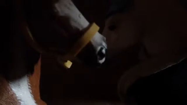 Спор лошадей смотреть онлайн