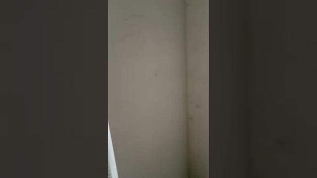 Олеся. Владис