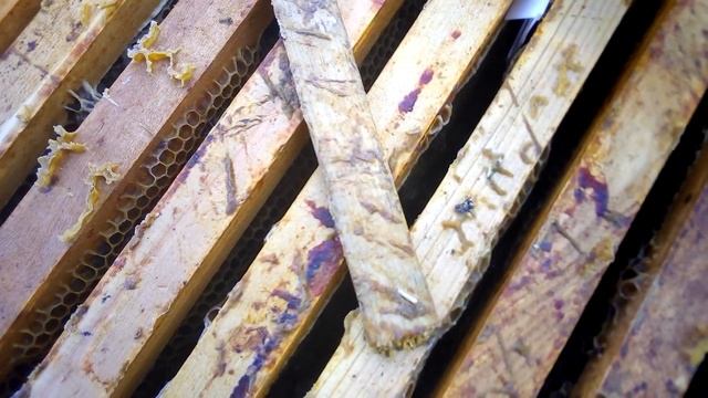 обработка пчел от клеща ставим пластини смотреть онлайн