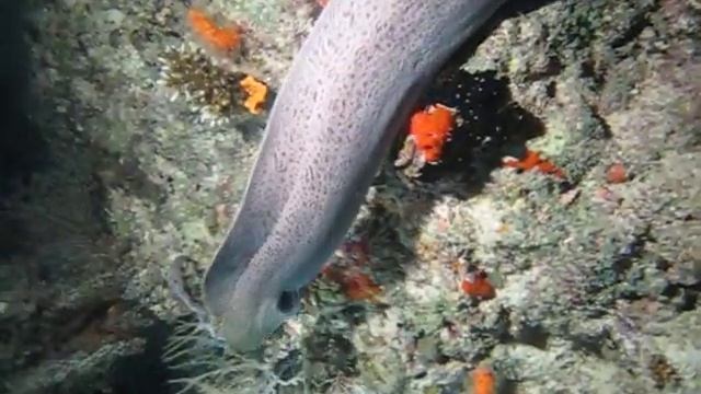 Moray Eel at Cocoa Thila in the Maldives смотреть онлайн