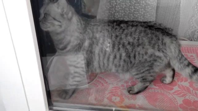 кошка за окном смотреть онлайн