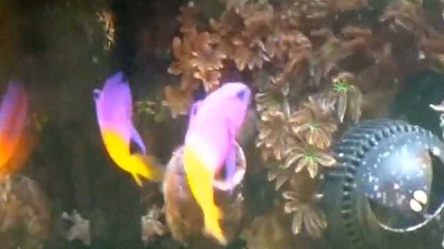 Gramma Loreto love story... смотреть онлайн