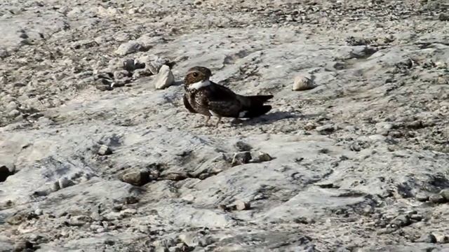 Lelczyk antylski (Chordeiles gundlachii) смотреть онлайн