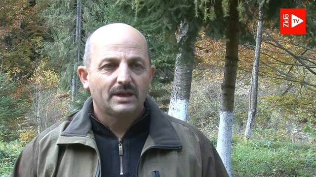 У Брустурянському лісовому та мисливському господарстві активно заготовляють насіння хвойних і лист смотреть онлайн
