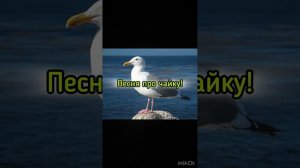 ПЕСНЯ ПРО ЧАЙКУ!