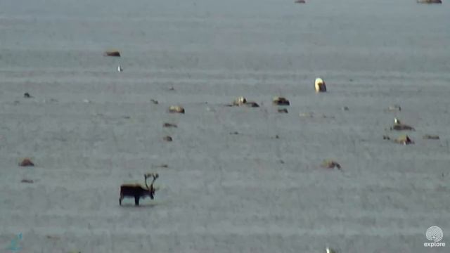 Polar Bear and Caribou -The One That Got Away ~ 8.13.16 Wapusk Nat'l Park, Cape Churchill, Manitob смотреть онлайн