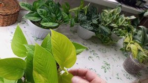 Мои сциндапсусы и эпипремнумы