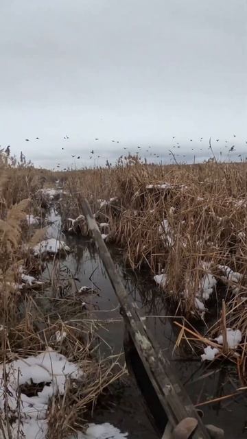 Utah Mallard Duck Hunting - The Honey Hole #hunting #duckhunting #waterfowl смотреть онлайн