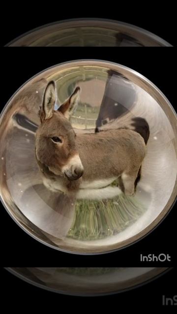 Хадис_Пророка Мухаммада (С.А.В) голос осла. (360p)#ислам #религия #мира #добра #аллахуакбар #намаз смотреть онлайн