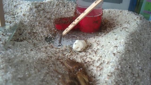 Pheidole pallidula Futterbecken смотреть онлайн